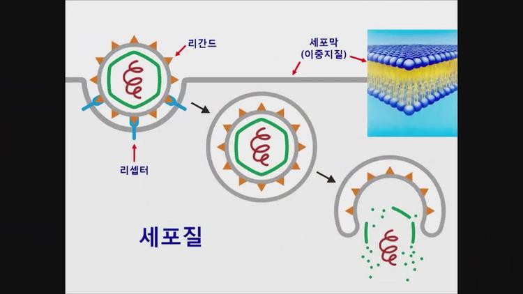 바이러스의 교묘한 침입 전략과 의학적 응용 - screenshot_11.jpg