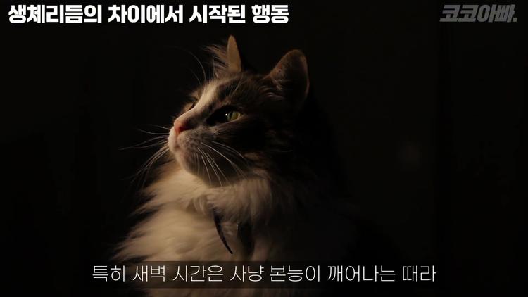 고양이의 본능적 활동 패턴을 이해하기 - screenshot_11.jpg