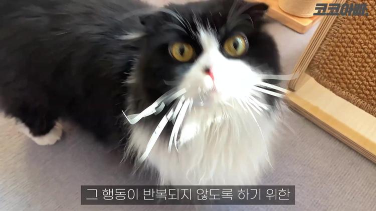 고양이의 본능적 활동 패턴을 이해하기 - screenshot_01.jpg