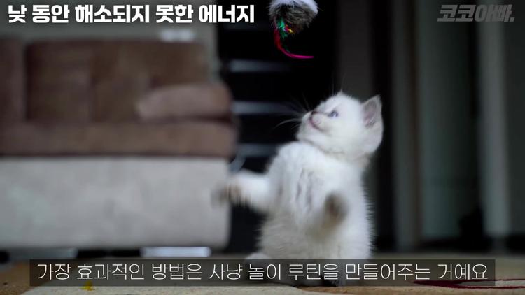 에너지 해소를 위한 사냥놀이 루틴 - screenshot_11.jpg