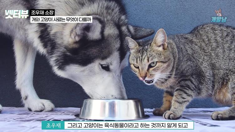 강아지와 고양이, 왜 다른 사료를 먹어야 할까? - screenshot_09.jpg