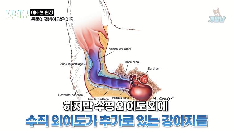 강아지 귓병이 많은 이유 - screenshot_01.jpg