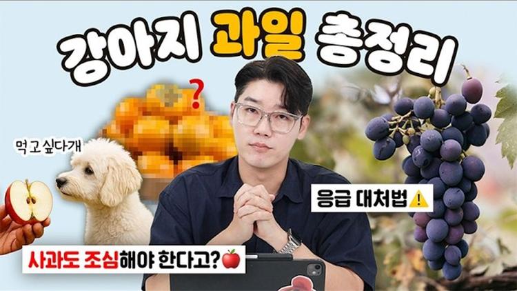 강아지 금지 과일🚨 먹었다면 이렇게 대처하세요 | 설채현 행동학 수의사