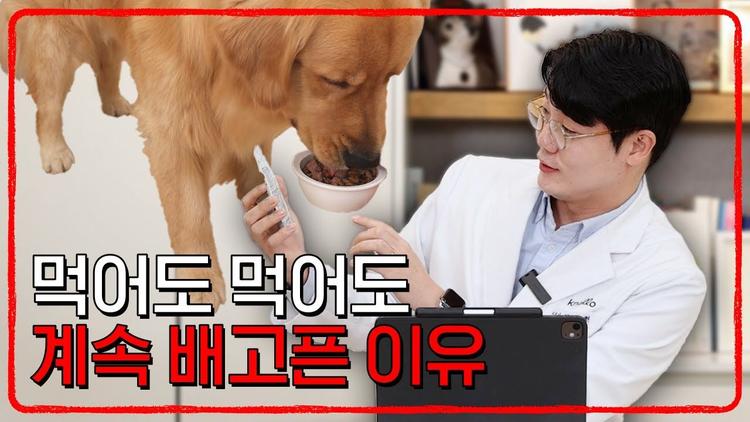 공격성, '이것' 때문일 수도 있습니다 💦 | 설채현 행동학 수의사