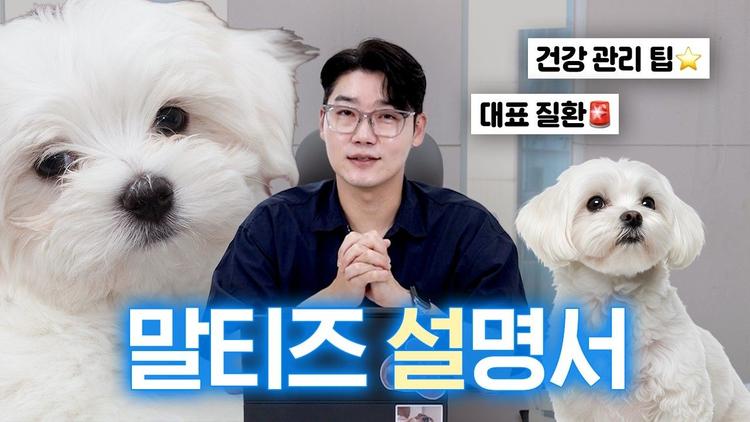 말티즈 대표 유전 질환과 관리 팁 알려드려요! | 견종 설명서 | 설채현 행동학 수의사