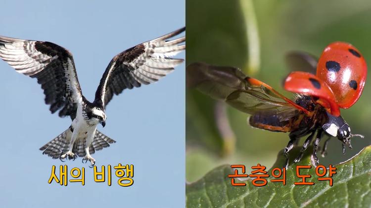 🐦 새와 곤충의 행동생태학 연구 - screenshot_01.jpg