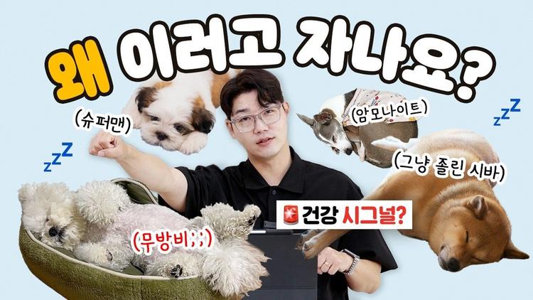 강아지 자는 자세 유형 분석 🔍 (심리적 & 건강적 의미) | 설채현 행동학 수의사