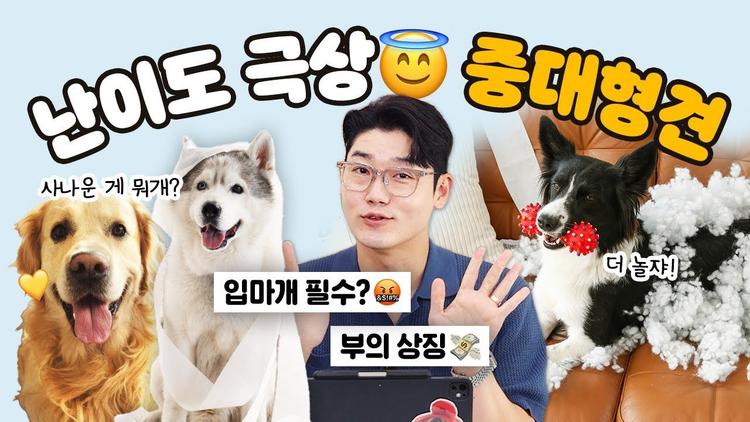 중∙대형견 키우기 어려운 10가지 이유 | 설채현 행동학 수의사