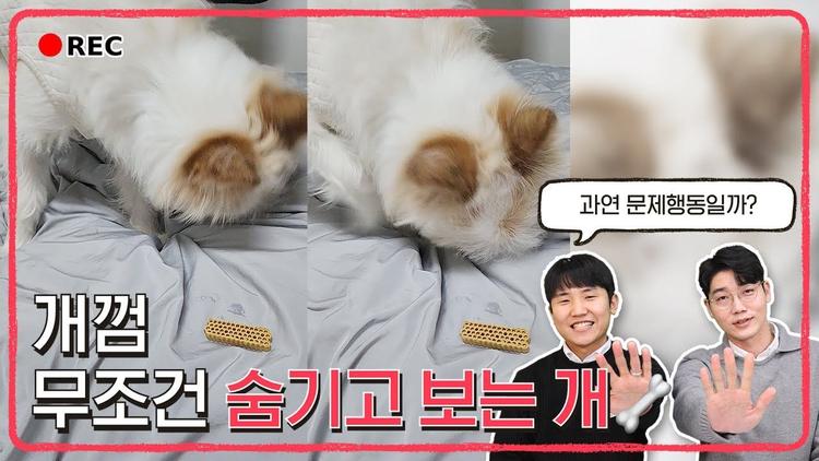  강아지가 개껌을 자꾸 숨겨요🤔 l 독 인 더 박스 📸 l 설채현 행동학 수의사