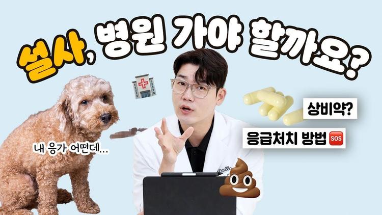 강아지 설사하는 이유와 대처법 | 설채현 행동학 수의사