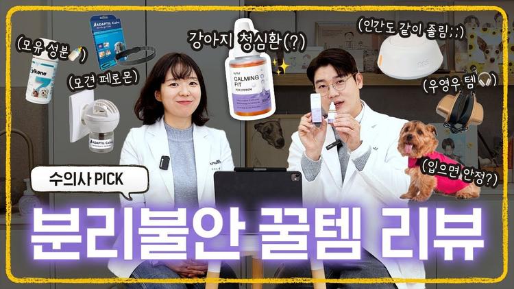 예민하고 불안한 강아지를 위한 6가지 솔루션 - 수의사가 직접 추천하는 제품들