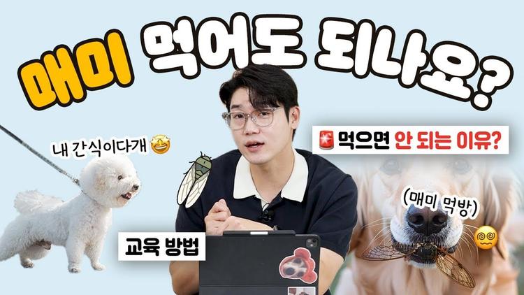 🐶 강아지 매미 먹방, 말려야 할까요? 여름철 반려견 매미 섭취 가이드