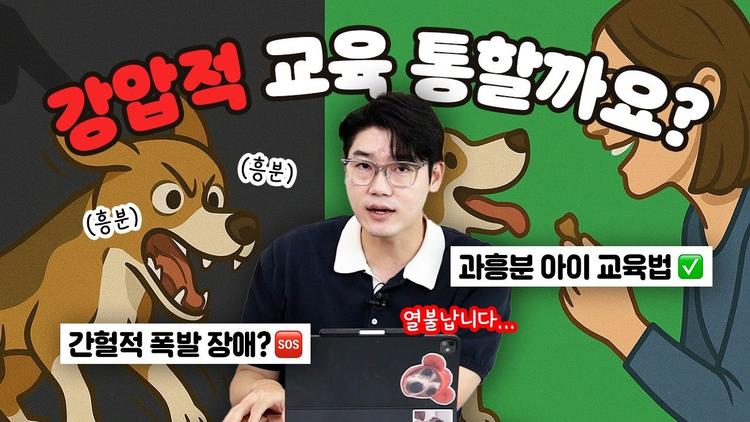  🚨과흥분🚨하는 강아지, 뇌의 문제일 수 있어요 🧠 | 설채현 행동학 수의사